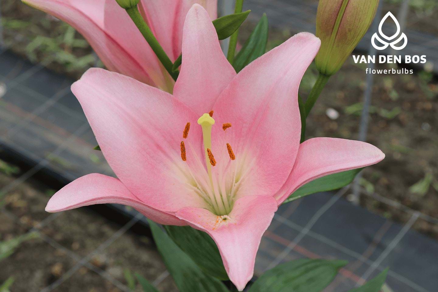 Lexington® (L.A.) - Lily - Van den Bos Flowerbulbs